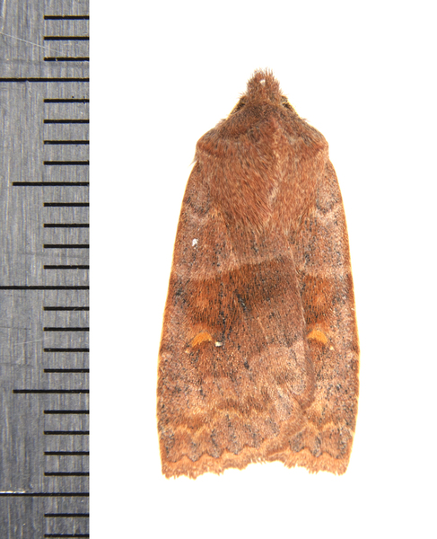 Eupsilia1302