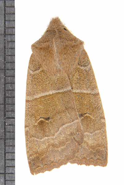 Eupsilia8029