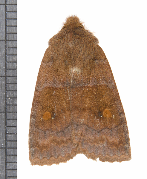 Eupsilia8139