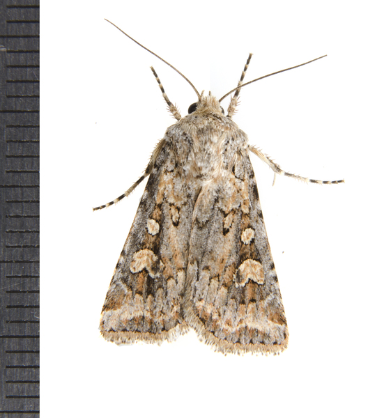 Euxoa0751