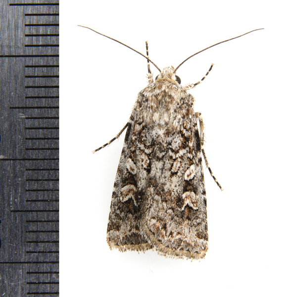 Euxoa0754