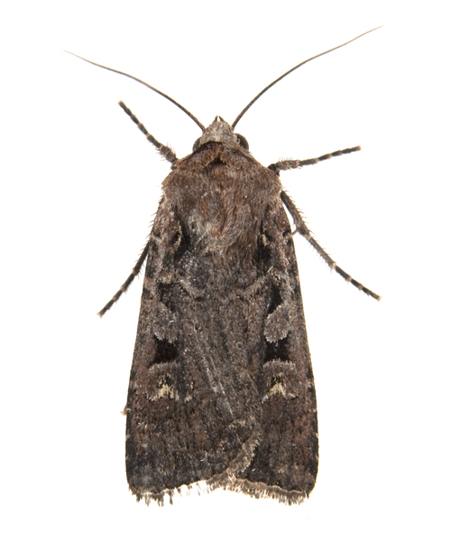Euxoa2486