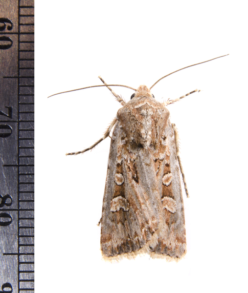 Euxoa4684