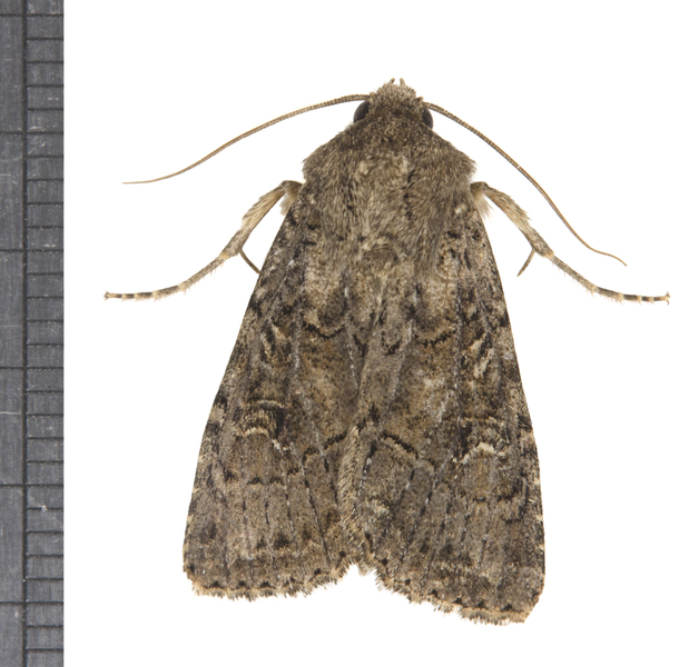 Euxoa6237