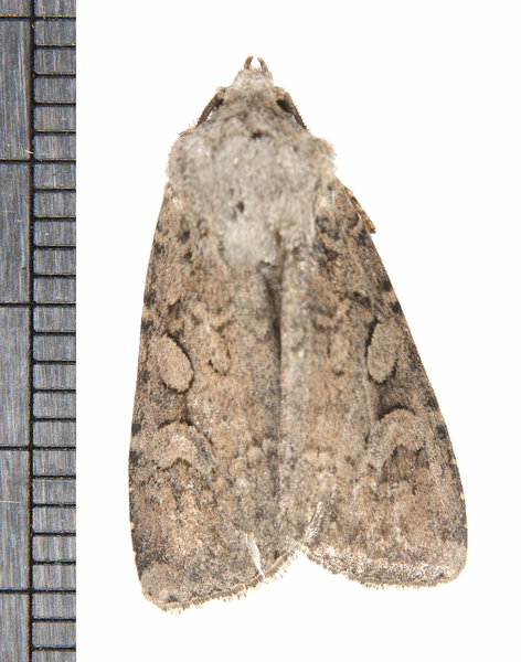 Euxoa7254