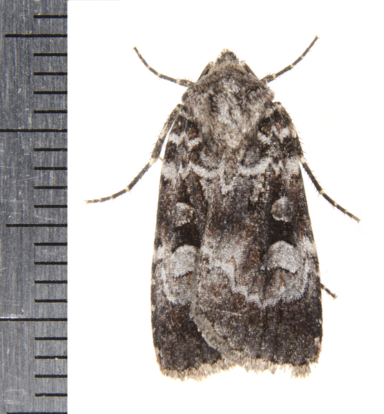 Feltia0205