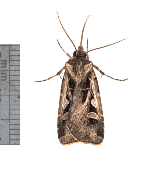 Feltia3464