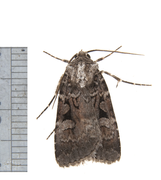 Feltia3543
