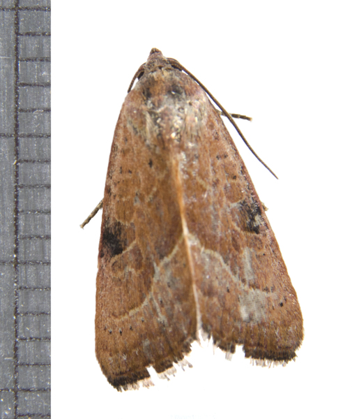 Galgula6753