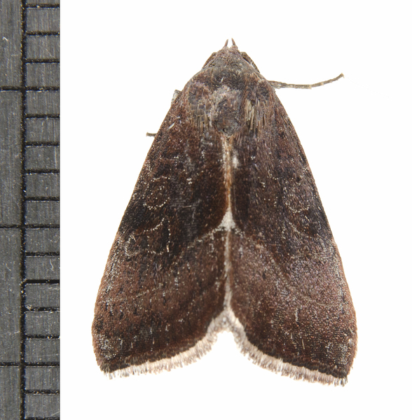 Galgula8040