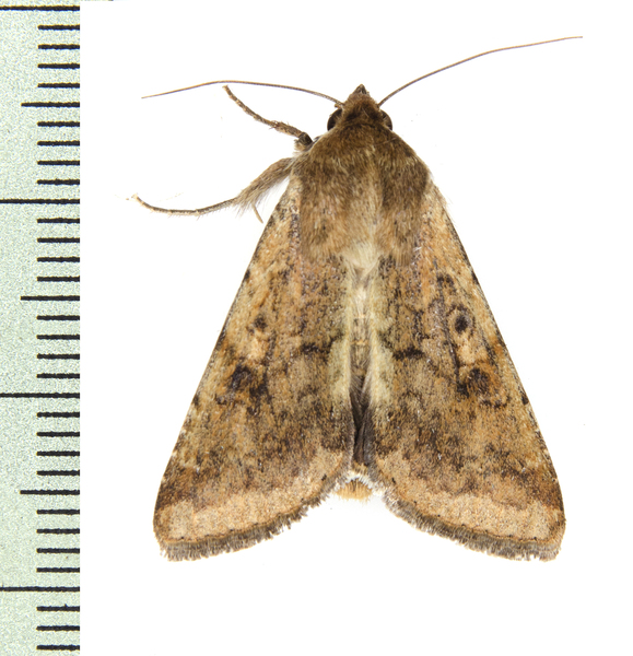 Helicoverpa5581
