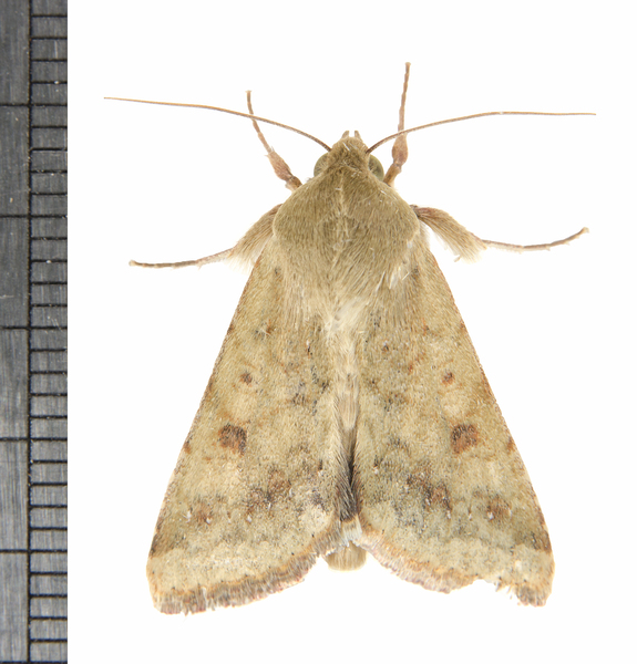 Helicoverpa7999