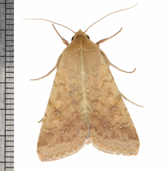 Helicoverpa8001