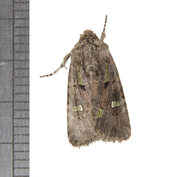 Lacinipolia3392