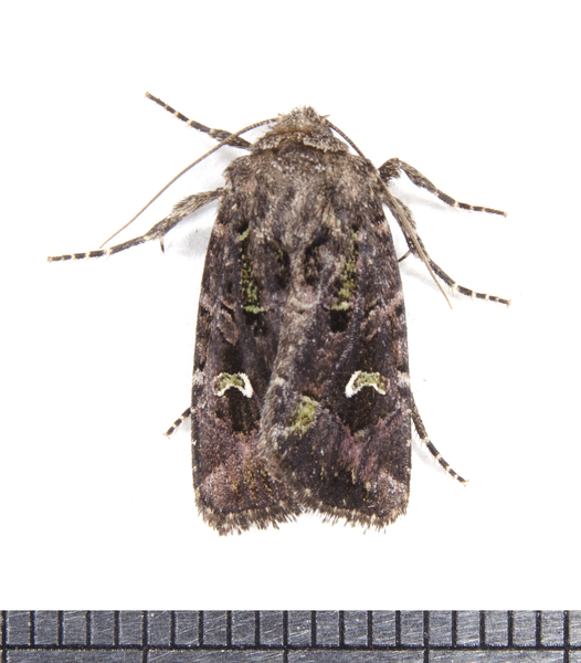 Lacinipolia3564
