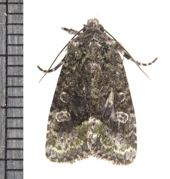Lacinipolia6717