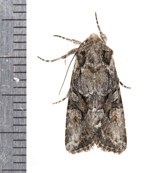 Lacinipolia9786