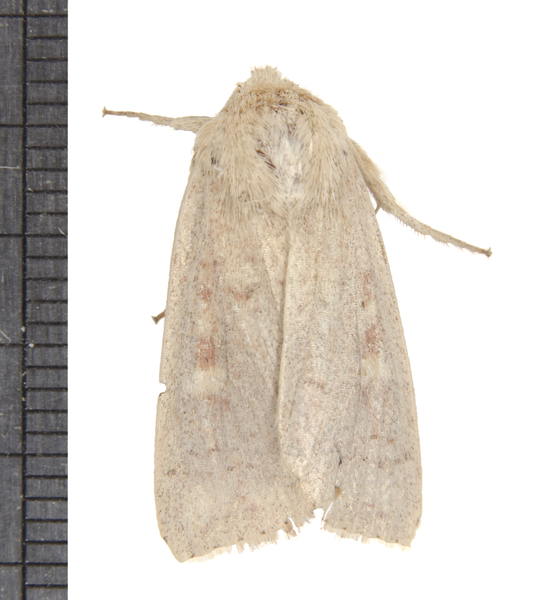 Leucania5429