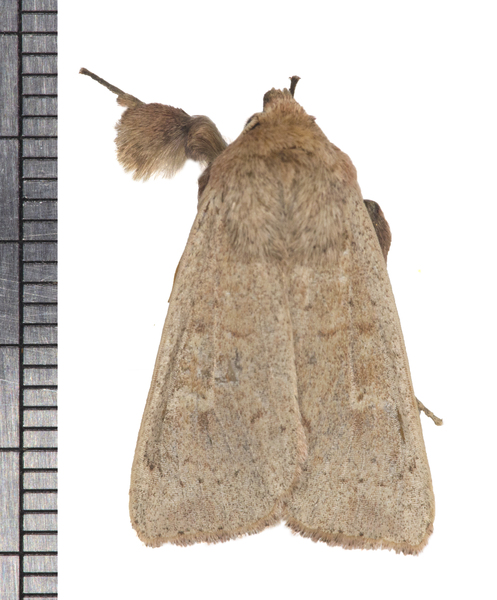 Leucania5881