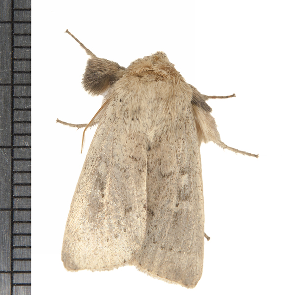 Leucania7075