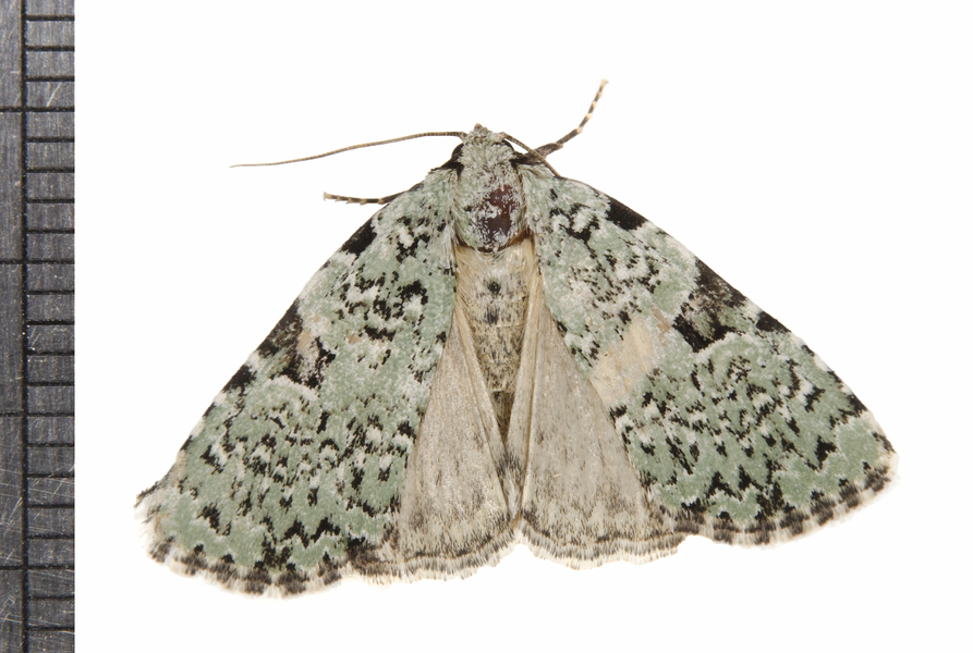 Leuconycta1005