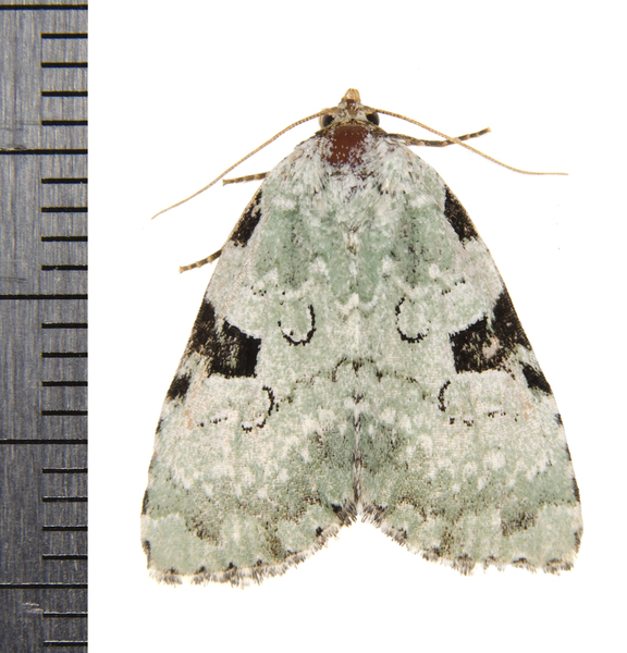 Leuconycta9331