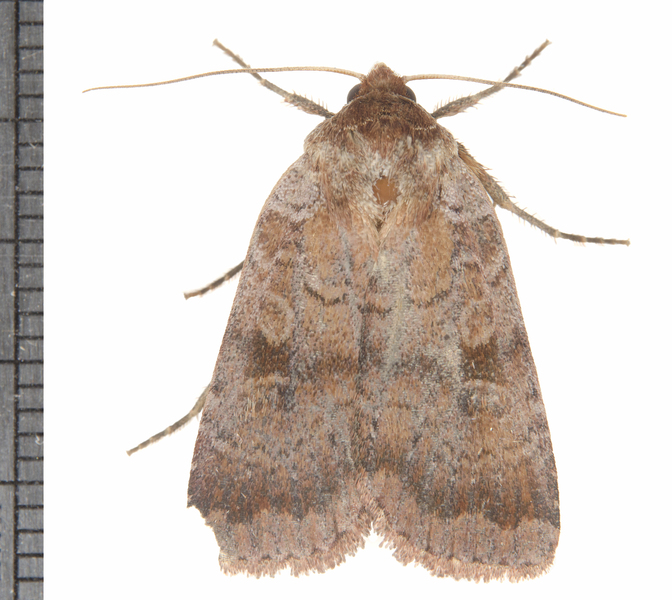Lycophotia6326