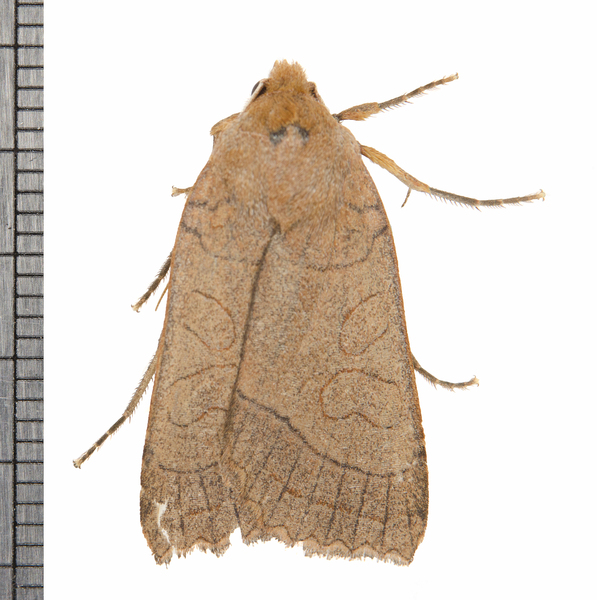 Metaxaglaea7741