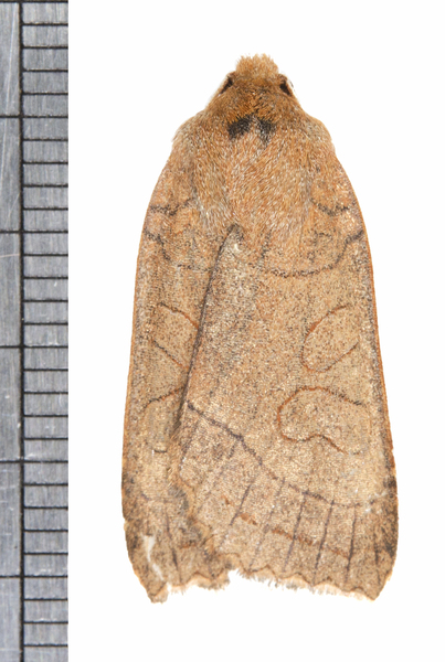 Metaxaglaea7850