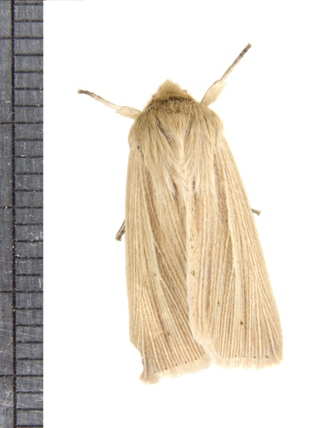 Mythimna3467