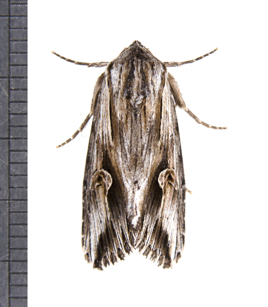 Nedra4134