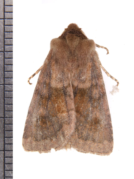 Nephelodes4783