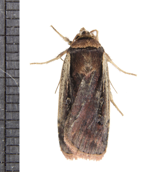 Ochropleura3959