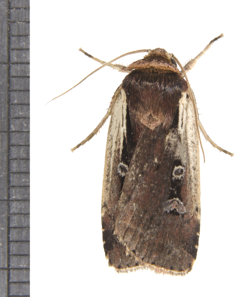 Ochropleura5496