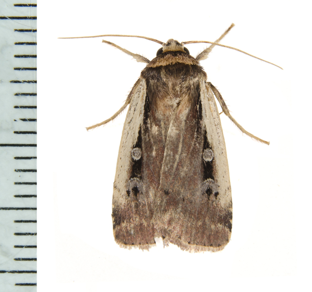 Ochropleura7939