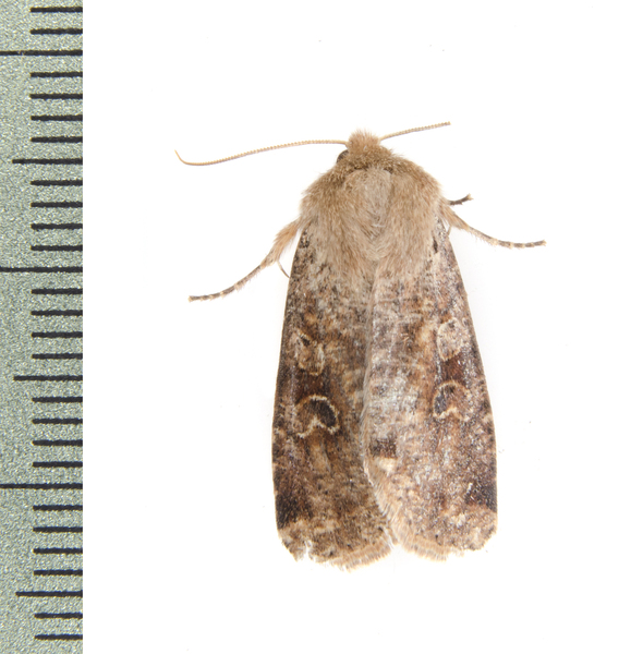 Orthosia1537