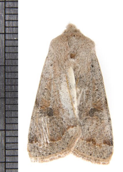 Orthosia2681