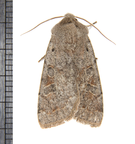 Orthosia2700