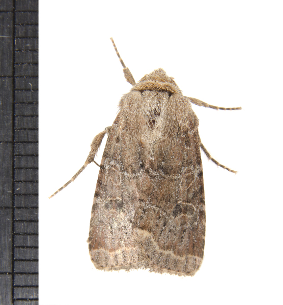 Orthosia3404