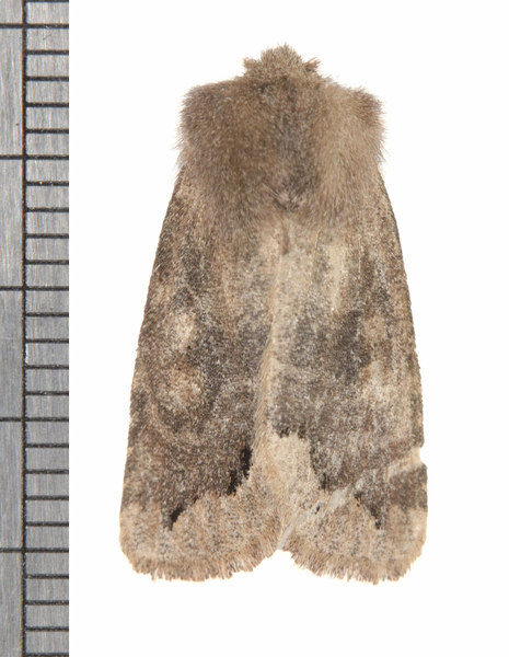 Orthosia9824