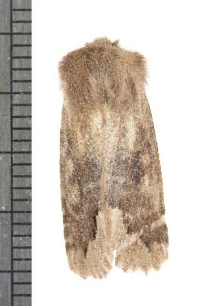 Orthosia9873