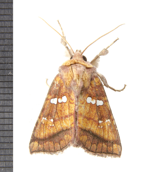 Papaipema0851