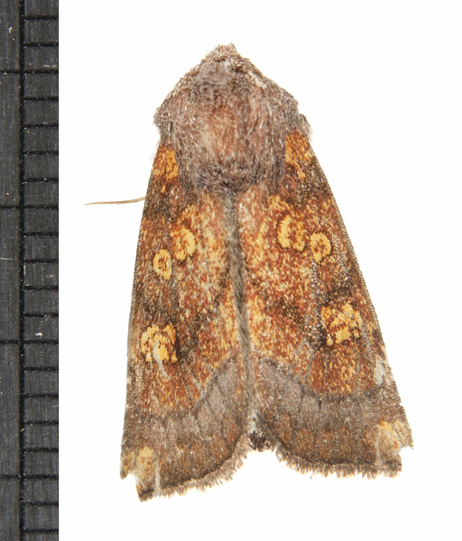 Papaipema7896