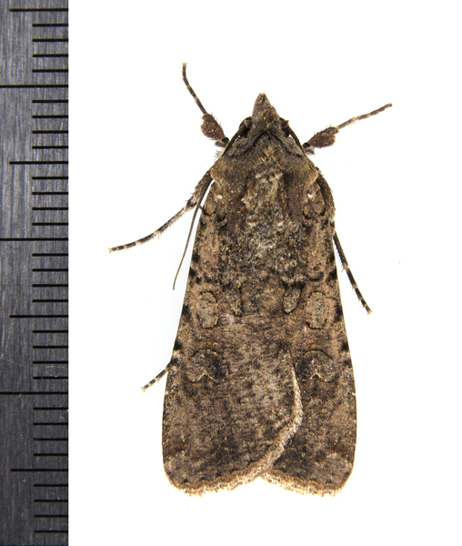 Peridroma1532