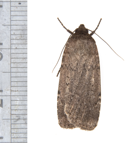 Peridroma2585