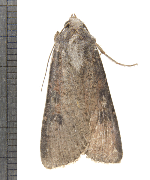 Peridroma6563
