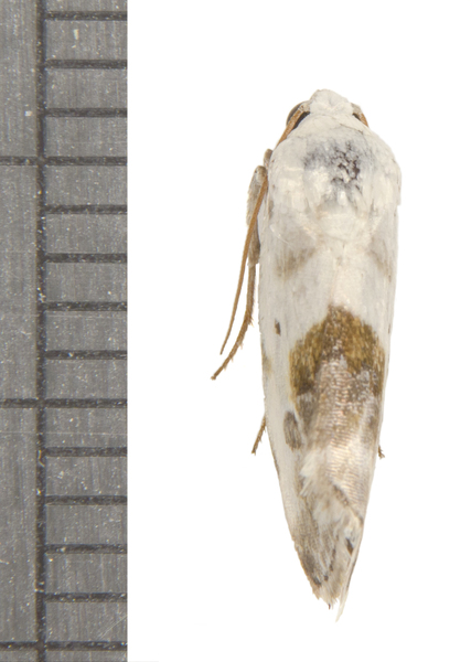 Ponometia6595