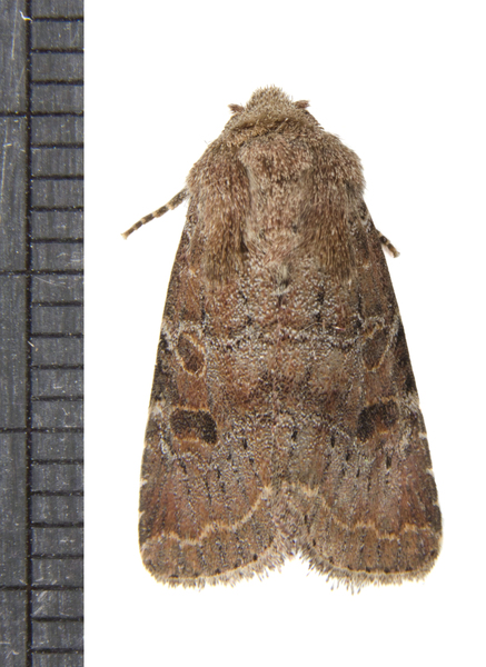 Protorthodes3461