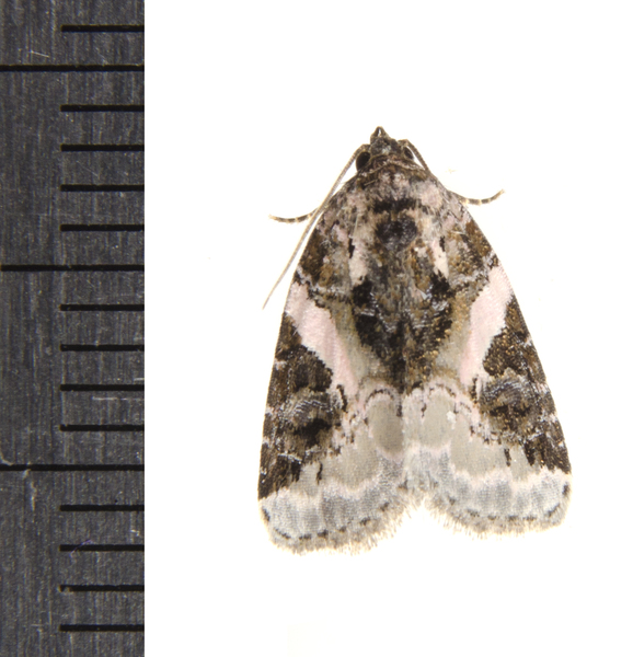 Pseudeustrotia0755