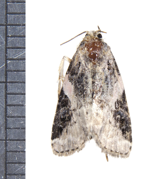 Pseudeustrotia4188